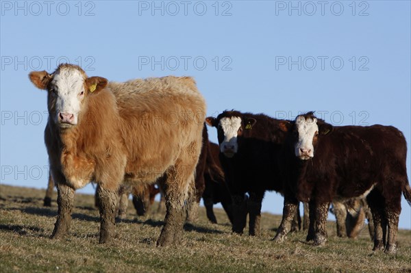 AGRICULTURE, Farming, Animals, "England, East Sussex, South Downs, Cattle, Cows Grazing in the fields."