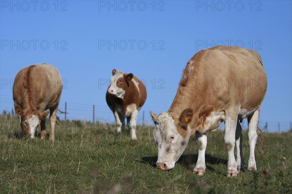 AGRICULTURE, Farming, Animals, "England, East Sussex, South Downs, Cattle, Cows Grazing in the fields."