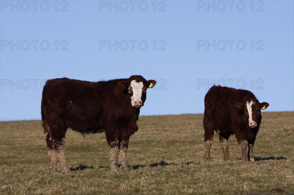 AGRICULTURE, Farming, Animals, "England, East Sussex, South Downs, Cattle, Cows Grazing in the fields."