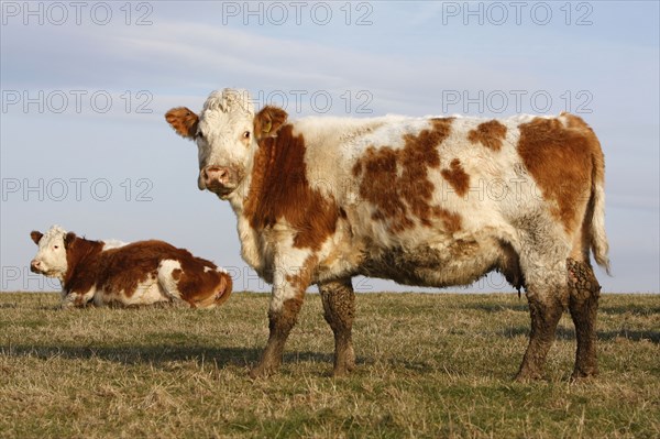 AGRICULTURE, Farming, Animals, "England, East Sussex, South Downs, Cattle, Cows Grazing in the fields."