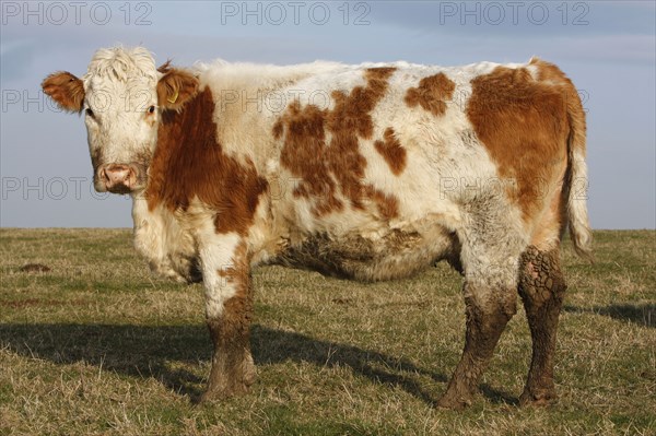 AGRICULTURE, Farming, Animals, "England, East Sussex, South Downs, Cattle, Cow Grazing in the fields."