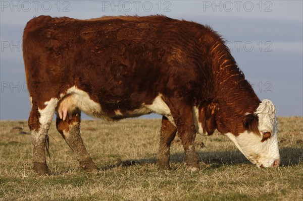 AGRICULTURE, Farming, Animals, "England, East Sussex, South Downs, Cattle, Cow Grazing in the fields."