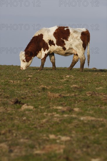 AGRICULTURE, Farming, Animals, "England, East Sussex, South Downs, Cattle, Cow Grazing in the fields."