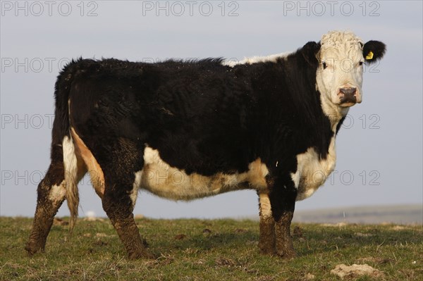 AGRICULTURE, Farming, Animals, "England, East Sussex, South Downs, Cattle, Cow Grazing in the fields."