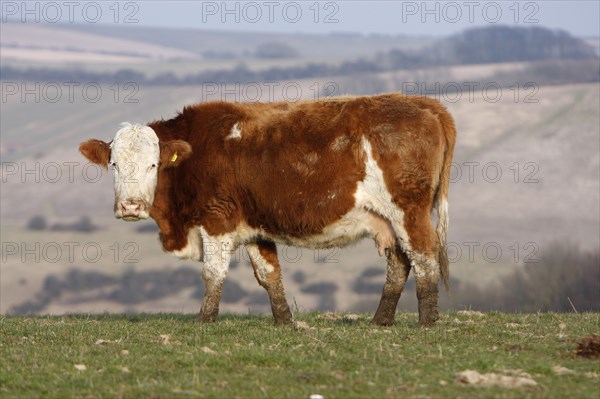 AGRICULTURE, Farming, Animals, "England, East Sussex, South Downs, Cattle, Cow Grazing in the fields."