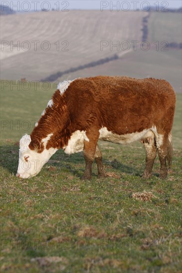 AGRICULTURE, Farming, Animals, "England, East Sussex, South Downs, Cattle, Cow Grazing in the fields."