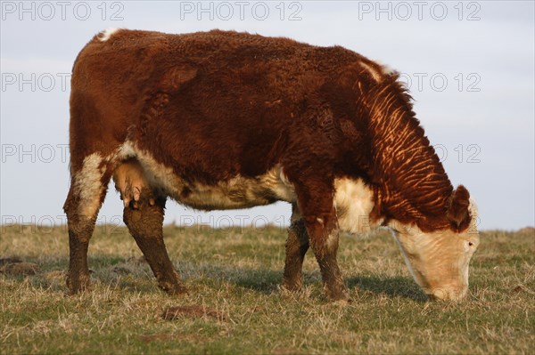 AGRICULTURE, Farming, Animals, "England, East Sussex, South Downs, Cattle, Cow Grazing in the fields."