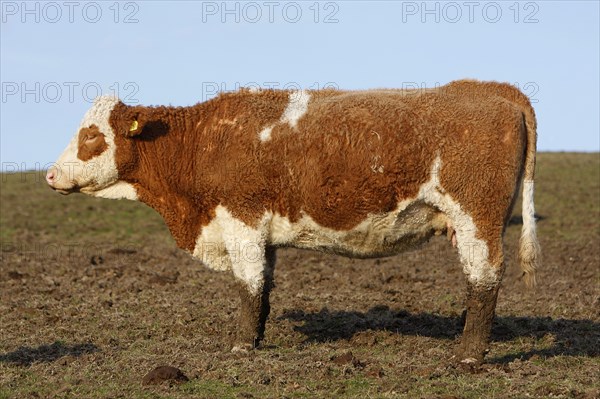 AGRICULTURE, Farming, Animals, "England, East Sussex, South Downs, Cattle, Cow Grazing in the fields."