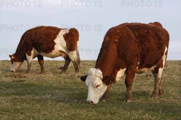 AGRICULTURE, Farming, Animals, "England, East Sussex, South Downs, Cattle, Cows Grazing in the fields."