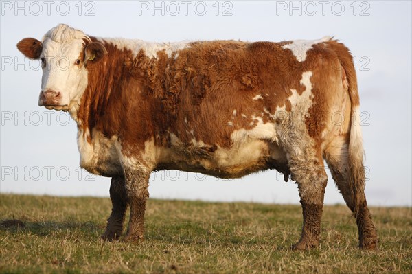 AGRICULTURE, Farming, Animals, "England, East Sussex, South Downs, Cattle, Cow Grazing in the fields."