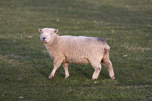 AGRICULTURE, Farming, Animals, "England, East Sussex, South Downs, Sheep, Grazing in the fields."