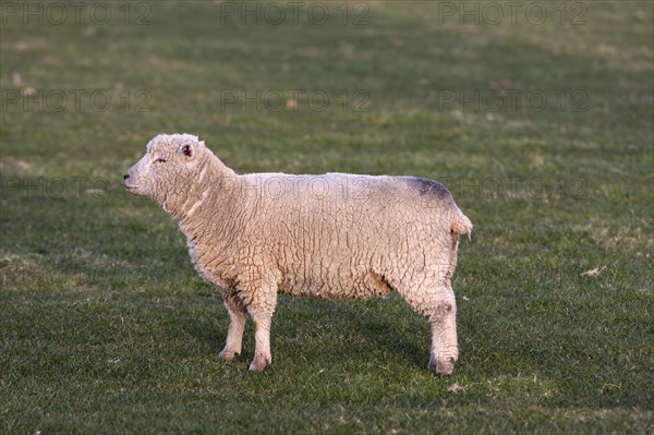 AGRICULTURE, Farming, Animals, "England, East Sussex, South Downs, Sheep, Grazing in the fields."