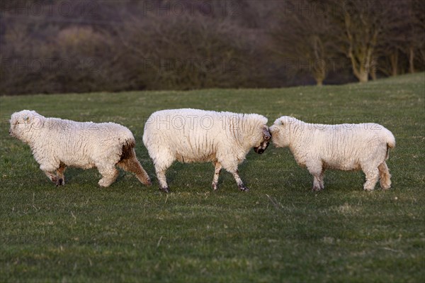 AGRICULTURE, Farming, Animals, "England, East Sussex, South Downs, Sheep, Grazing in the fields."