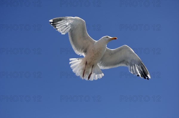 Flying Herring Gull