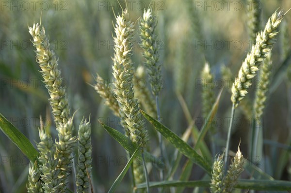 ENGLAND, West Sussex, Henfield, Field of Wheat.