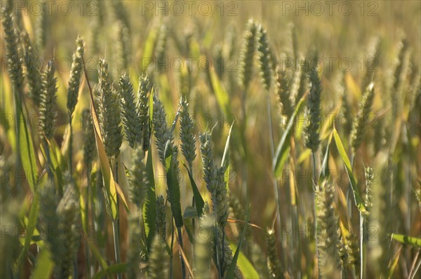 ENGLAND, West Sussex, Henfield, Field of Wheat.