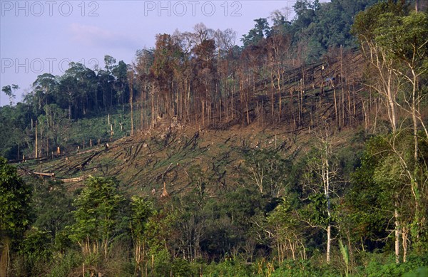 Indonesia, Borneo, Deforestation, Area cleared by logging industry.