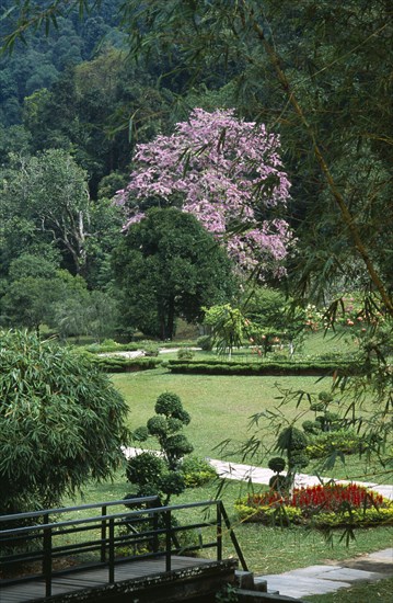 Malaysia, Penang, Georgetown, Penang Botanic Gardens with Queen Of Flowers tree Lagerstroemia loudonii in bloom with pink flowers