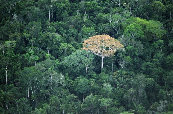 Brazil, Acre, Serro do Divisor National Park,  Aerial view over rainforest and emergent tree in flower.