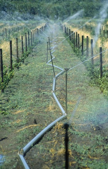 SOUTH AFRICA, Western Cape, Paarl, Irrigation system on vineyard running the length of growing vines.