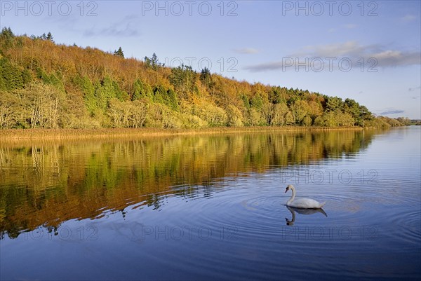 IRELAND, County Monaghan, Castle Blayney, Autumn colours at Lough Muckno.