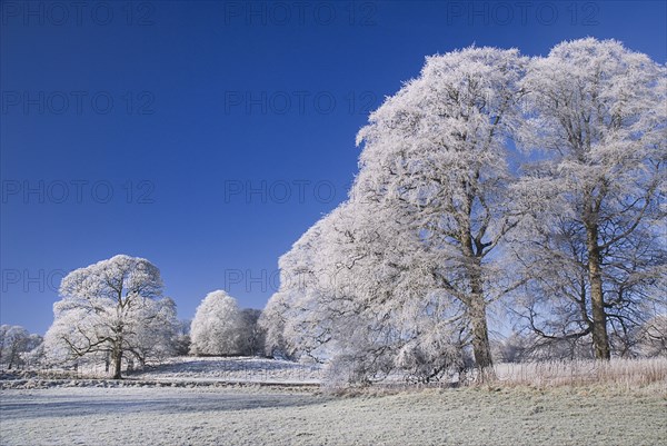 IRELAND, Country Sligo, Markree Castle Hotel, Trees covered in hoar frost.