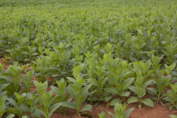 Cuba, Vinales, Tobacco plants growing on a plantation in the Valle de Vinales.