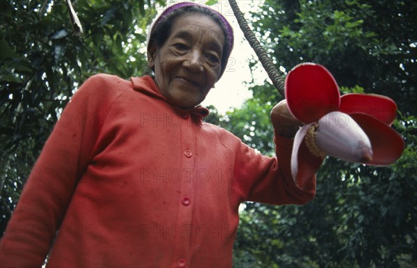 CUBA, Pinar del Rio, Vinales, Elderly woman in tropical gardens holding a banana plant flower.