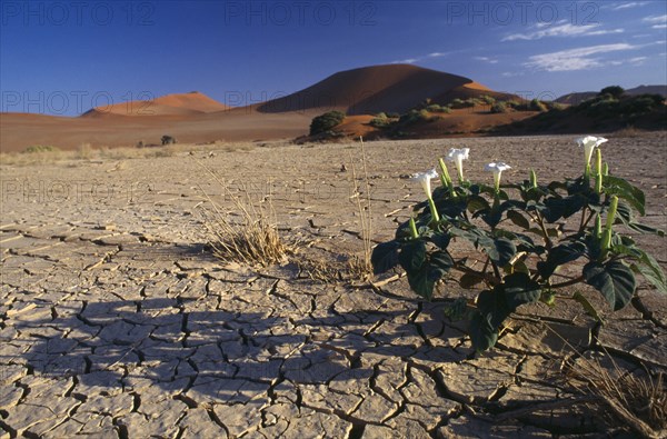 Namibia, Sossusvlei Desert, Flower in dried lake bed.