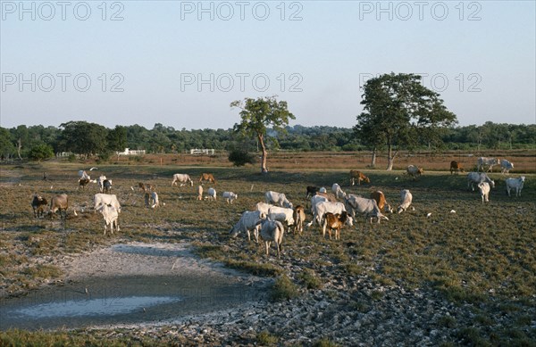 Mexico, Gulf Coast, Cuidad del Carmen, Cattle grazing on deforested land.