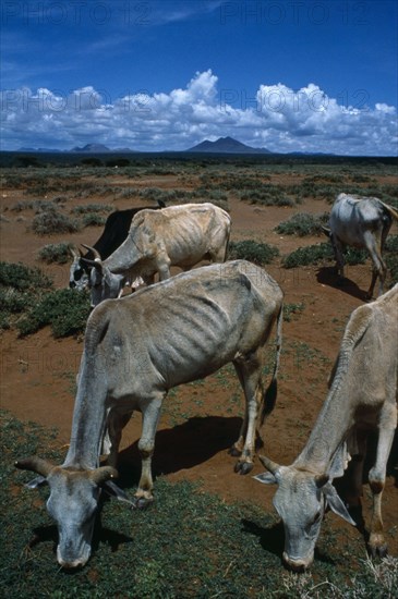 Kenya, Environment, Drought, Samburu cattle weakend by protracted drought and susceptable to death from pneumonia when the rain arrives.