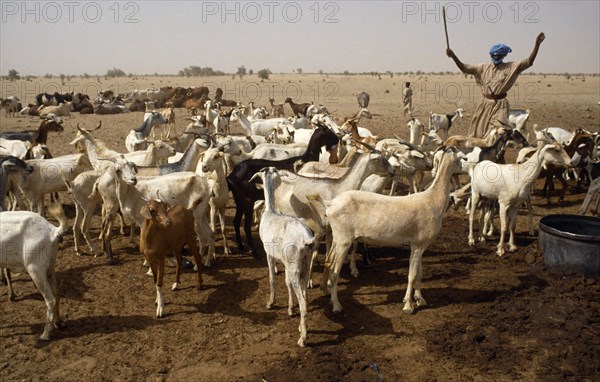 Mali, Massina, Lere, Goat herd and cattle with herdsmane at desert well.