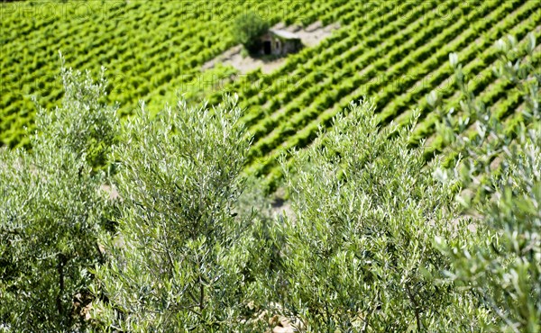 ITALY, Tuscany, Montalcino, Val D'Orcia Brunello wine vineyard on the slopes of the hilltown with a stone shed amongst the vines seen through olive tree branches.