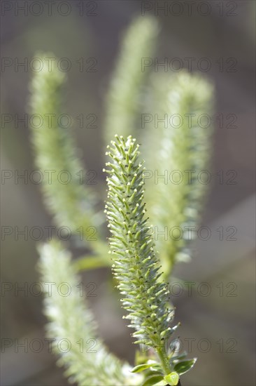 Landscape, Trees, Flowers, Upright salix willow catkins on a tree in an English garden in early spring.