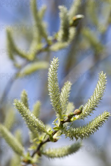 Landscape, Trees, Flowers, Upright salix willow catkins on a tree in an English garden in early spring.