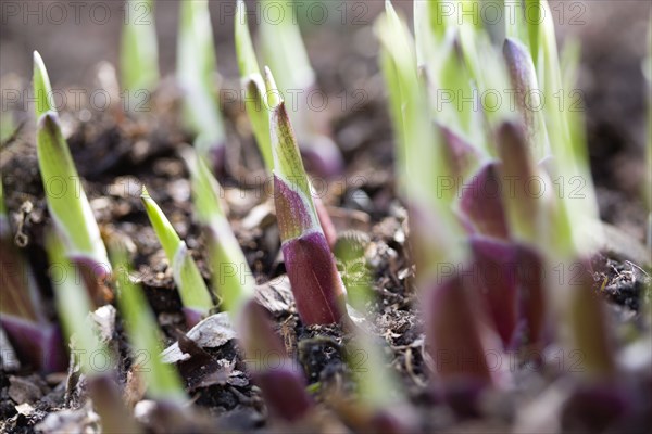 Landscape, Gardens, Plants, Hosta shoots emerging from ground in early spring in an English garden.