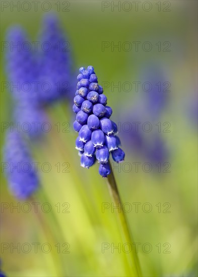 Landscape, Gardens, Plants, Invasive Spanish bluebell in early spring in an English garden.