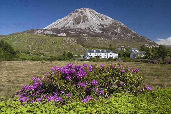 IRELAND, County Donegal, Gweedore Mount Errigal,  Rhododendrons in foreground, the mountain is 2466 feet high and with a quartzite cone.