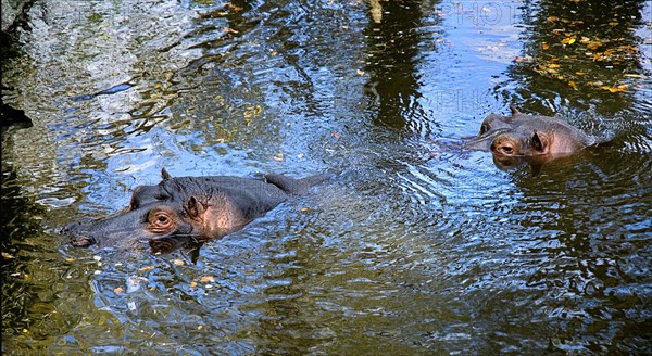 IRELAND, County Dublin, Dublin City, Dublin Zoo, Hippopotamuses swimming in pool with heads visible.