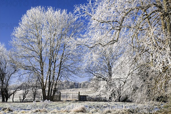 IRELAND, Country Sligo, Markree Castle Hotel, Trees covered in hoar frost.