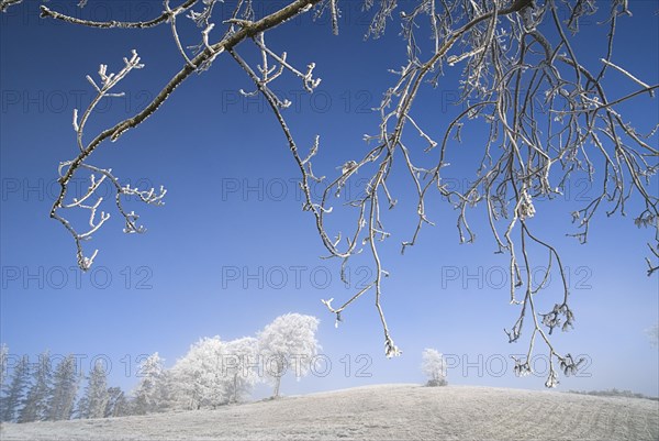 IRELAND, County Monaghan, Tullyard, Trees covered in hoar frost on outskirts of Monaghan town.