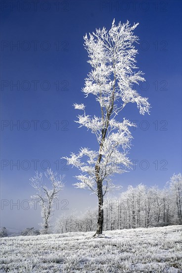 IRELAND, County Monaghan, Tullyard, Trees covered in hoar frost on outskirts of Monaghan town.