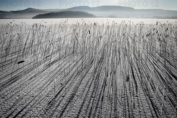 IRELAND, Northern, County Fermanagh, Lough MacNean, Frozen lough with reeds casting long shadows and mountains in the background.