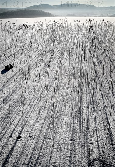 IRELAND, Northern, County Fermanagh, Lough MacNean, Frozen lough with reeds casting long shadows and mountains in the background.