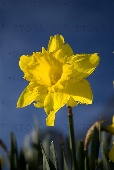 IRELAND, County Sligo, Drumcliffe, A daffodil in Drumcliffe graveyard.