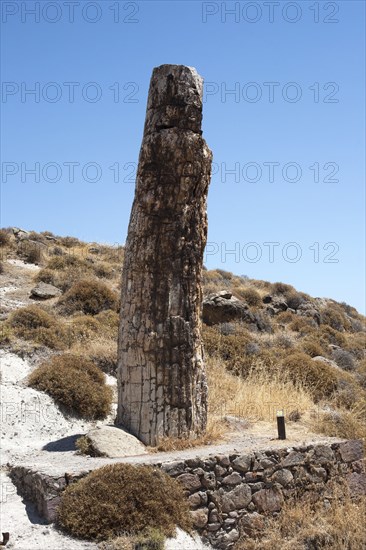 GREECE, North East Aegean, Lesvos Island, Eresos, Fossilized tree at the ancient fossilized forest, shoot on a bright day under a blue sky.