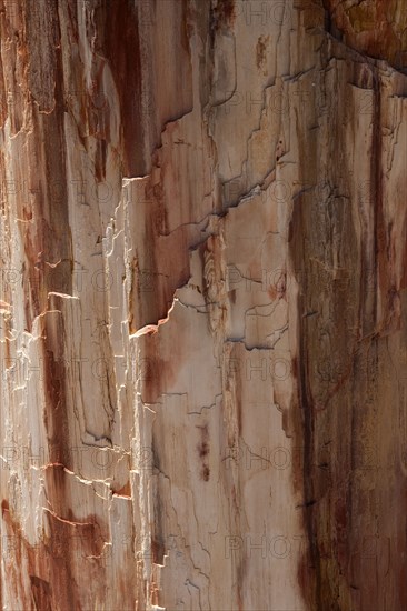 GREECE, North East Aegean, Lesvos Island, Eresos, Detail of a fossilized trees bark at Lesvosís ancient fossilized forest