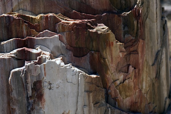 GREECE, North East Aegean, Lesvos Island, Eresos, Detail of a fossilized trees bark at Lesvosís ancient fossilized forest.