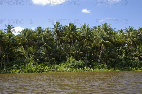 VENEZUELA, Amacuro Delta State, Delta Del Orinoco, one of Orinocoís rivers with palm trees and vegetation reflecting on its calm waters by its coastline and blue sky with white clouds at the background.