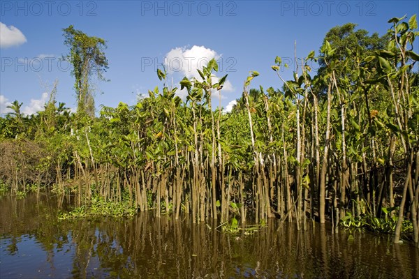 VENEZUELA, Amacuro Delta State, Delta del Orinoco, one of Orinocoís rivers with palm trees and vegetation reflecting on its calm waters by its coastline and blue sky with white clouds at the background.